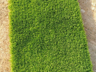 ثيل طبيعي وعشب الطبيعي وشبكات الري